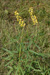 Ethiopian rattlebox